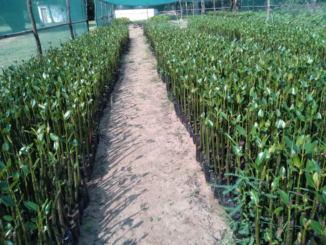 Mangrove 10