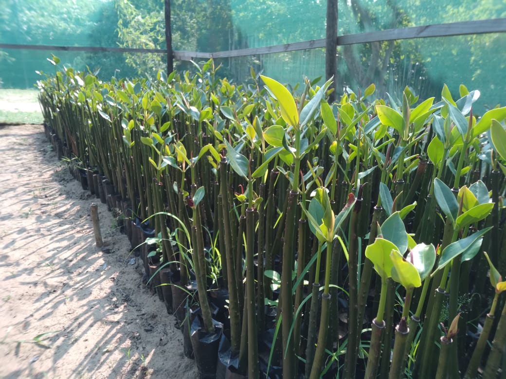 Mangrove 11