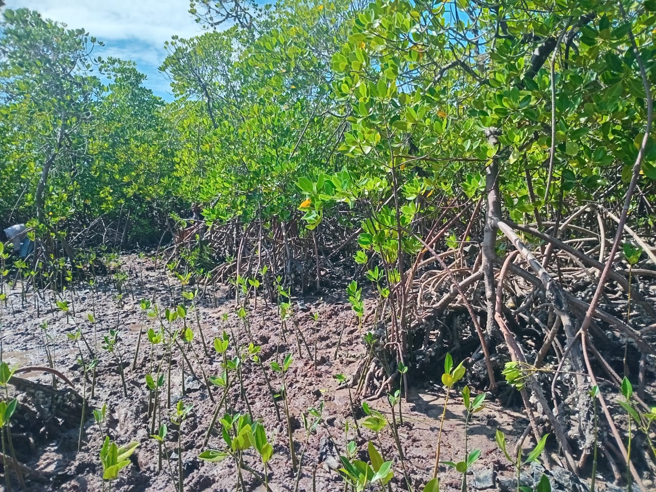 Mangrove 14