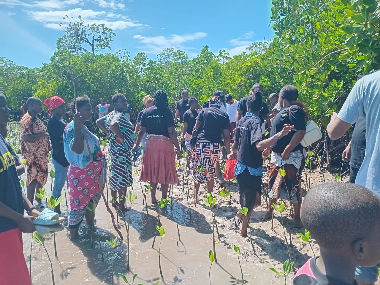 Mangrove 3