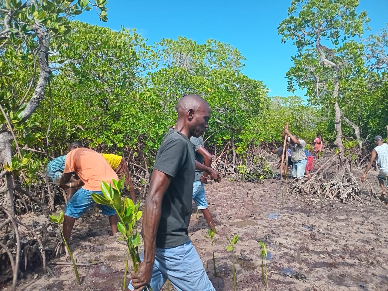 Mangrove 4