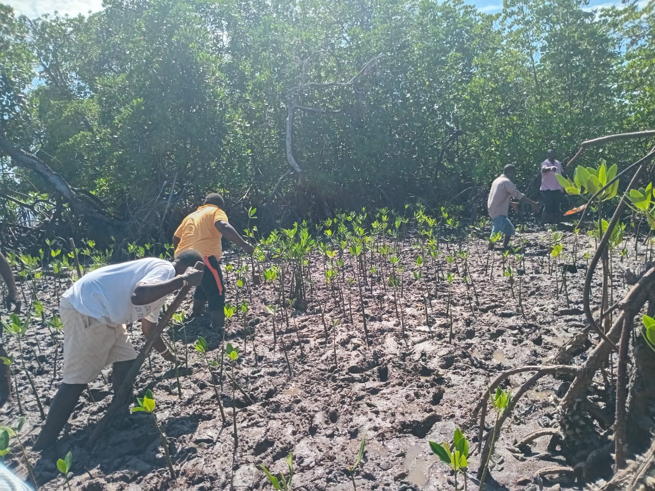 Mangrove 6