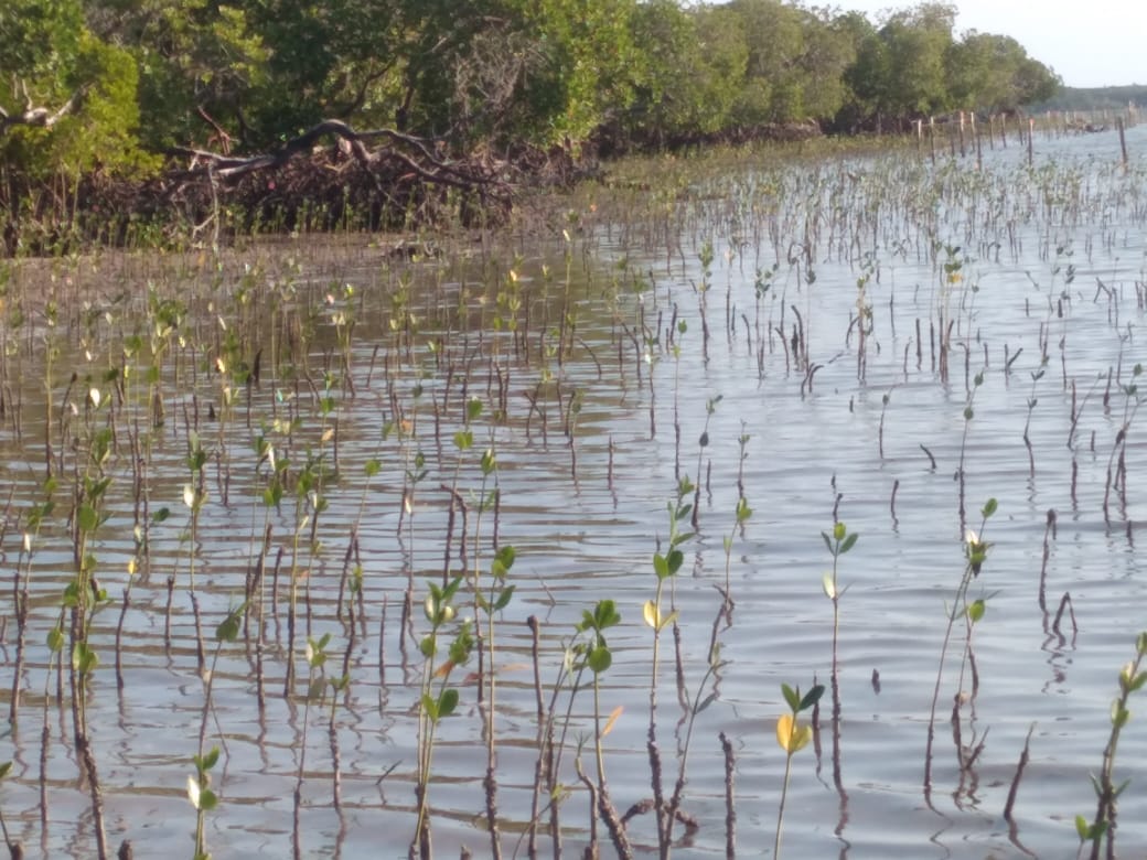 Mangrove 7