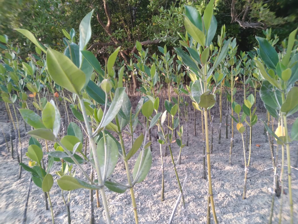 Mangrove 8